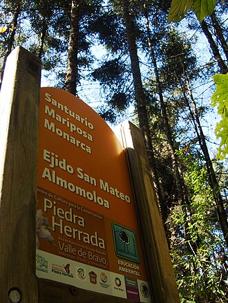Monarch Butterfly Biosphere Reserve, Mexico
