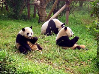 Sichuan Giant Panda Sanctuaries, China