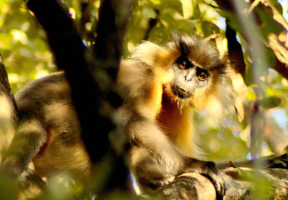 Manas National Park, India