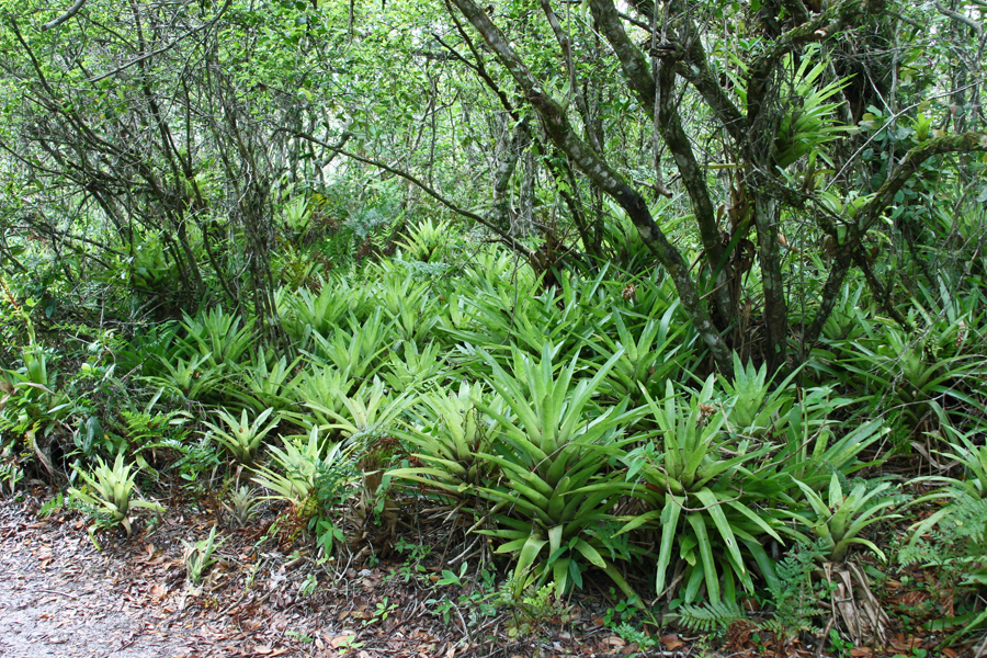 Atlantic Forest South-East Reserves, Brazil