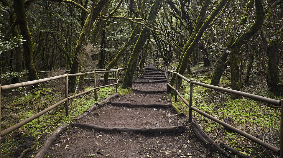 Garajonay National Park, Spain