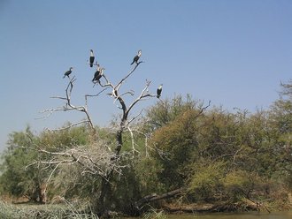Djoudj National Bird Sanctuary, Senegal