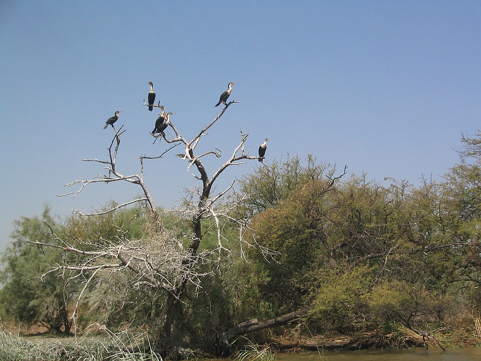 Djoudj National Bird Sanctuary, Senegal