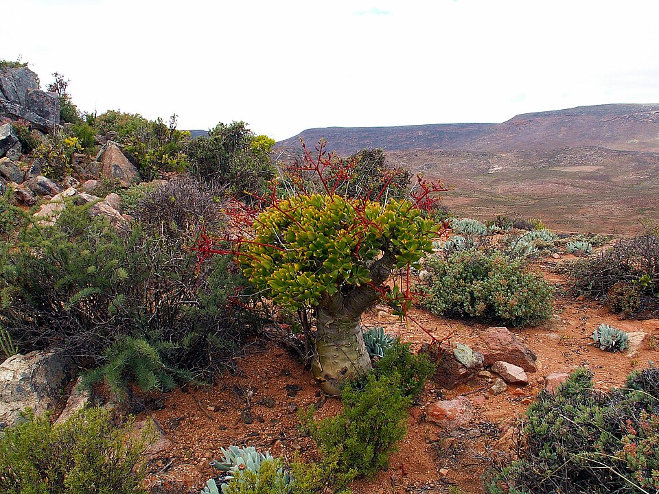 Richtersveld, South Africa