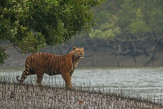 Sundarbans National Park, India