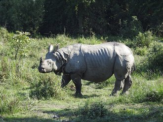 Kaziranga National Park, India