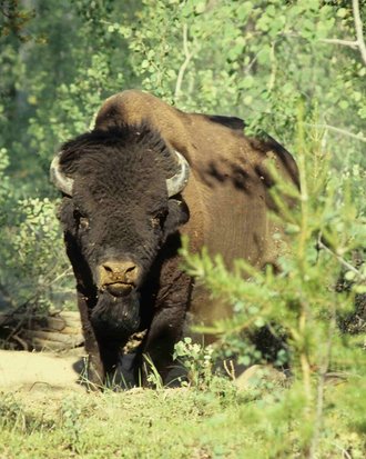 Wood Buffalo National Park, Canada