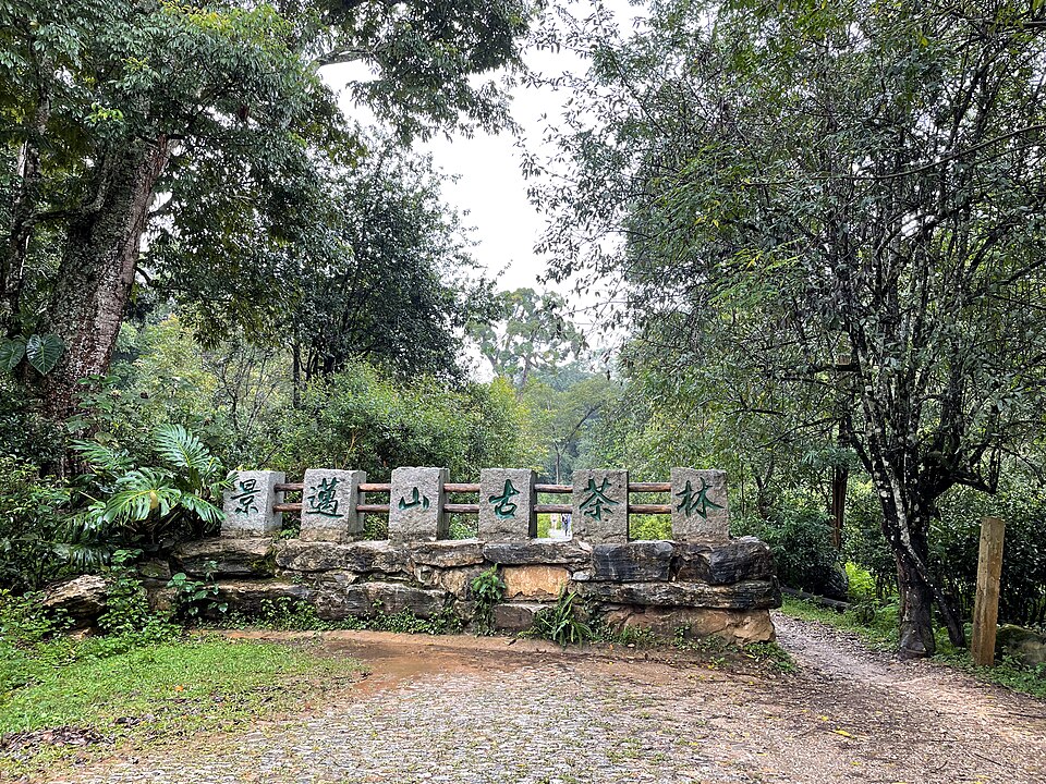 Cultural Landscape of Old Tea Forests of the Jingmai Mountain in Pu’er, China