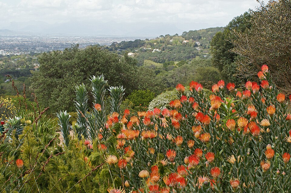 Cape Floristic Kingdom, South Africa