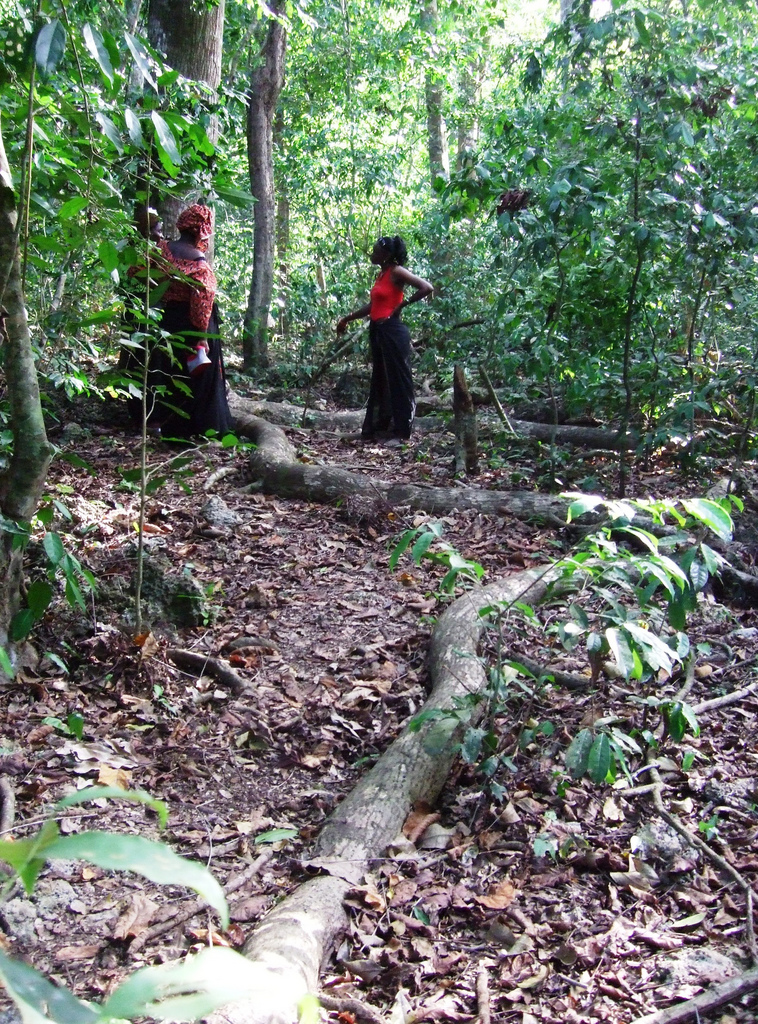 Sacred Mijikenda Kaya Forests, Kenya