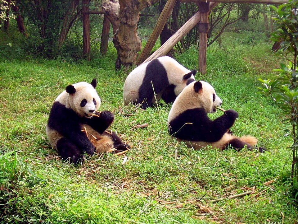 Sichuan Giant Panda Sanctuaries, China