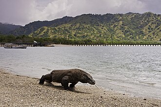 Komodo National Park, Indonesia