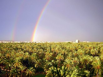 Palmeral of Elche, Spain