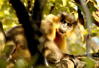 Manas National Park, India