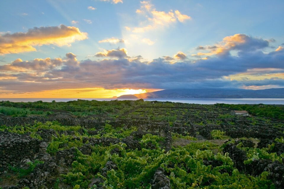Landscape of the Pico Island Vineyard Culture, Portugal