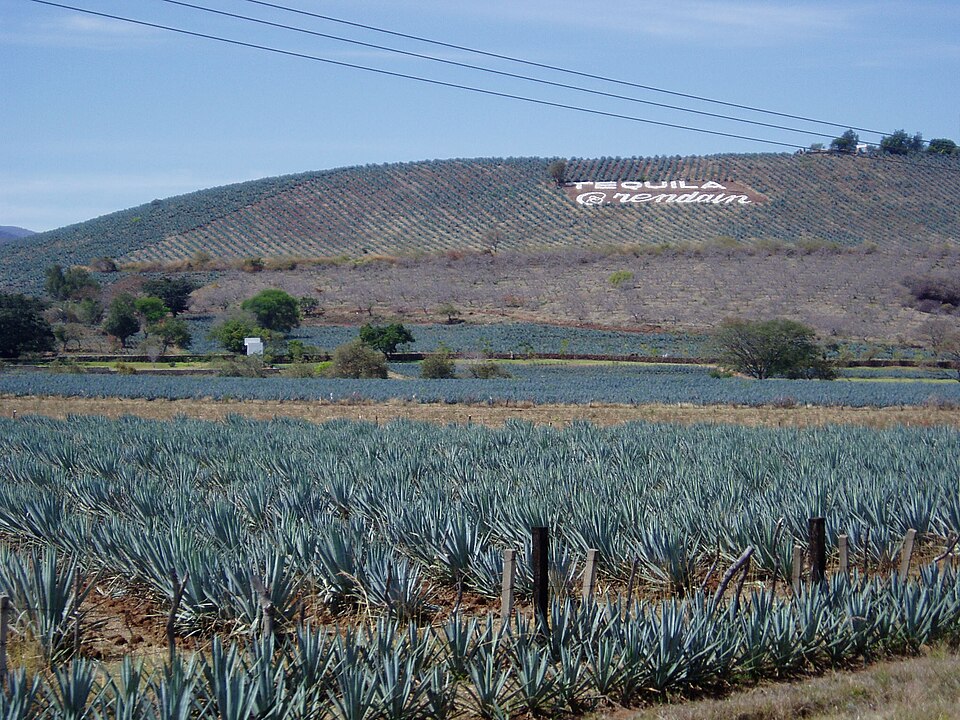 Agave Landscape and Ancient Industrial Facilities of Tequila, Mexico