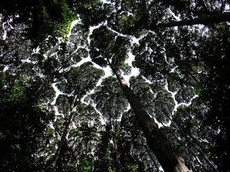 Forest Research Institute Malaysia Forest Park Selangor, Malaysia