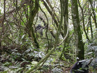Bwindi Impenetrable National Park, Uganda