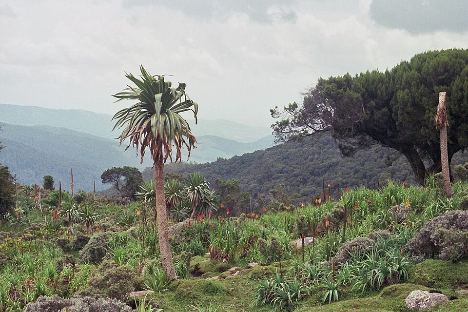 Bale Mountains National Park, Ethiopia