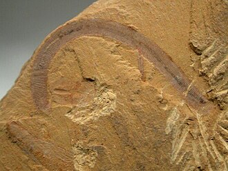 Chengjiang Fossil Site, China