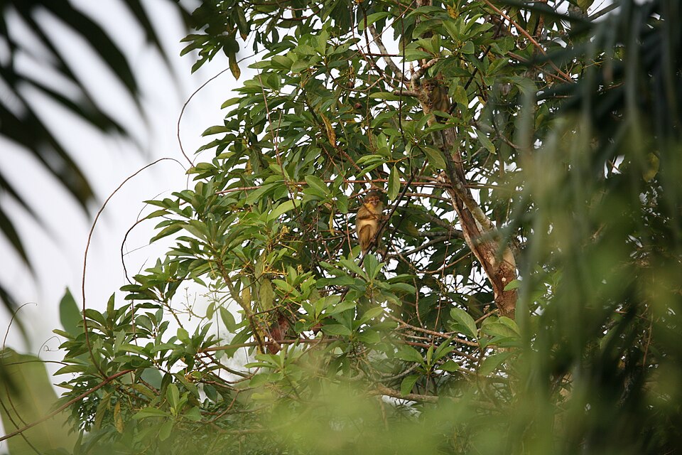Dja Faunal Reserve, Cameroon
