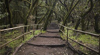 Garajonay National Park, Spain
