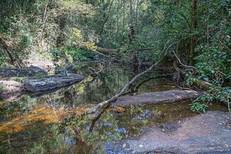 Sinharaja Forest Reserve, Sri Lanka