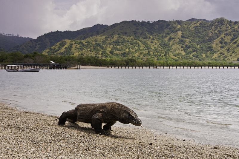 Komodo National Park, Indonesia