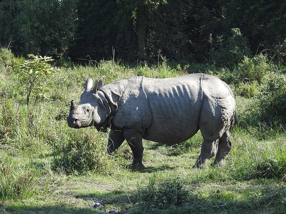 Kaziranga National Park, India