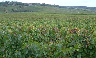 Climats, terroirs of Burgundy, France