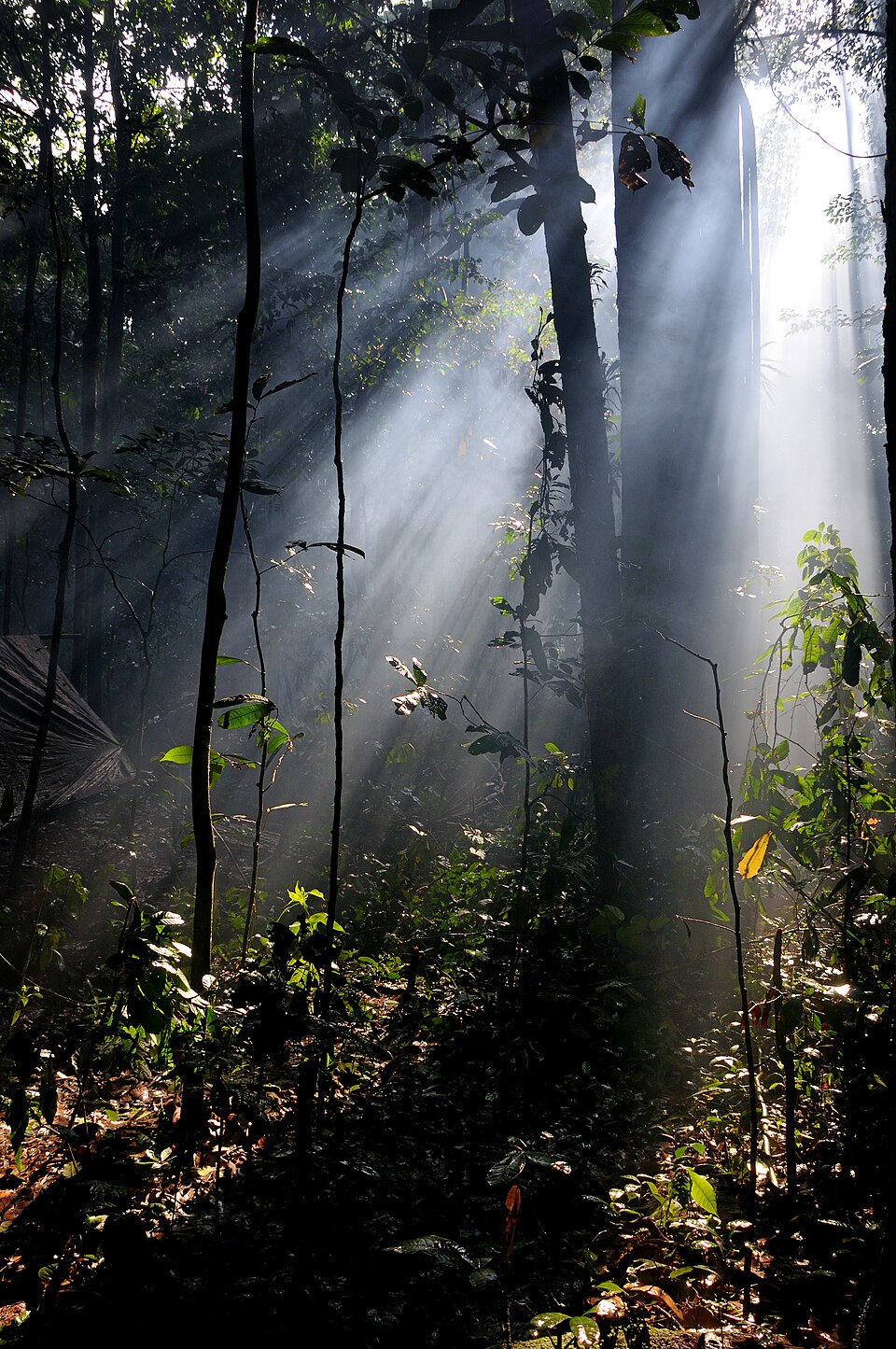 Sangha Trinational, Cameroon