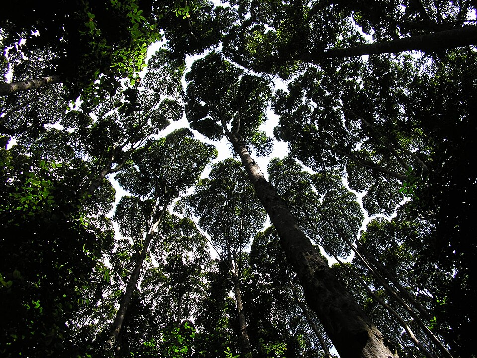 Forest Research Institute Malaysia Forest Park Selangor, Malaysia