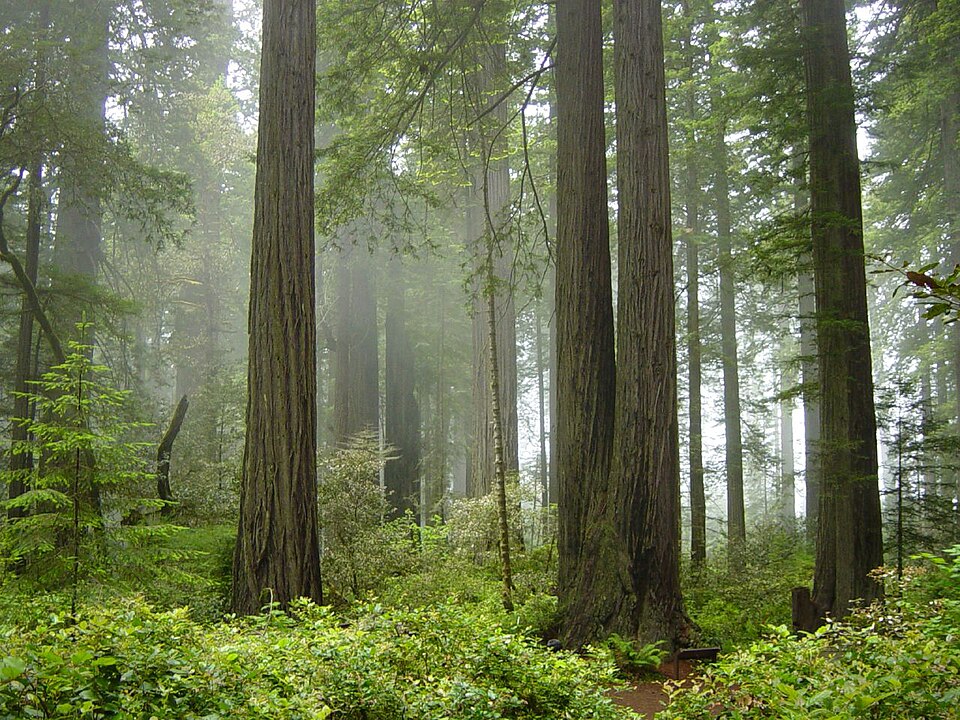 Redwood National and State Parks, United States