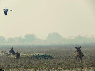 Kevladev National Park, India