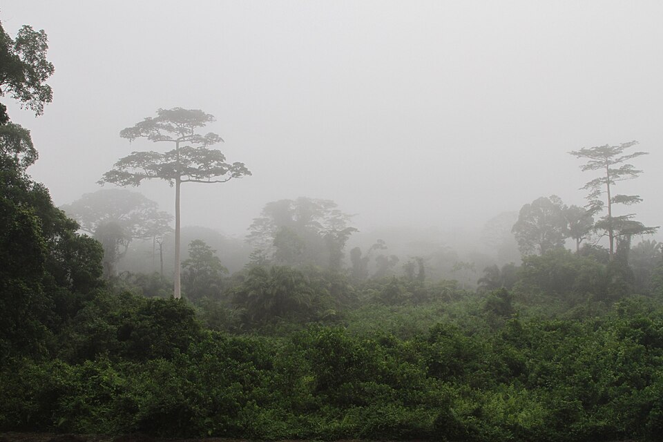 Taï National Park, Côte d'Ivoire