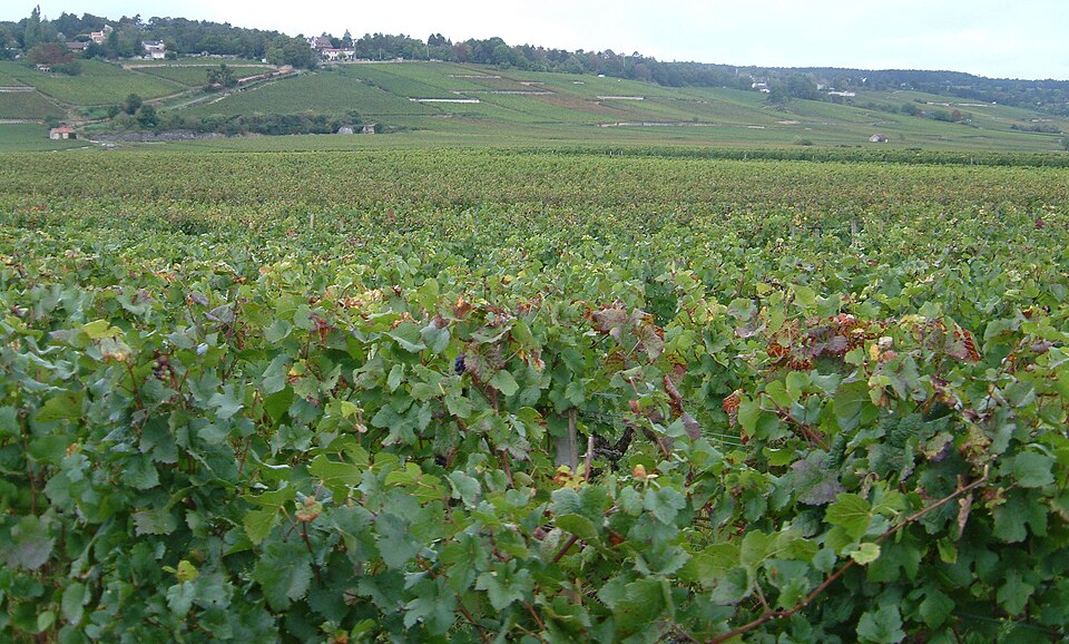 Climats, terroirs of Burgundy, France