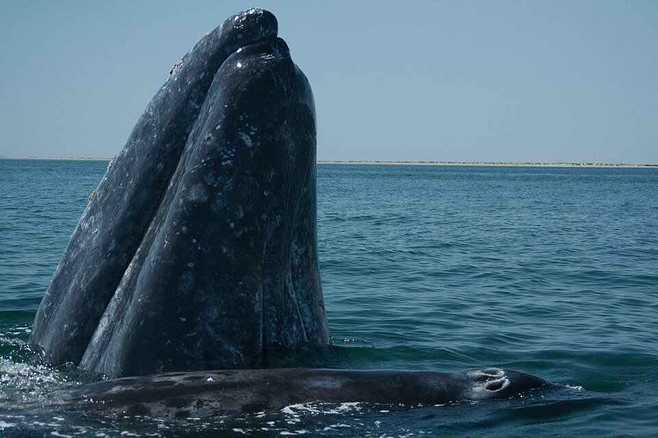 Whale Sanctuary of El Vizcaino, Mexico