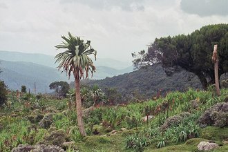 Bale Mountains National Park, Ethiopia