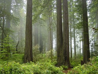 Redwood National and State Parks, United States