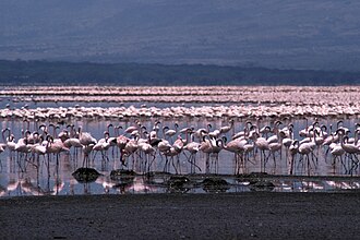 Kenya Lake System in the Great Rift Valley, Kenya