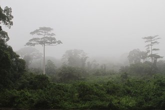 Taï National Park, Côte d'Ivoire