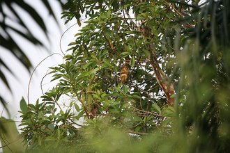Dja Faunal Reserve, Cameroon