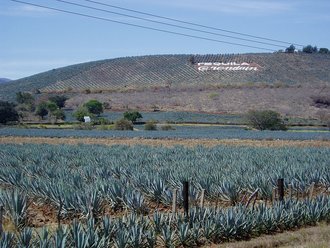 Agave Landscape and Ancient Industrial Facilities of Tequila, Mexico