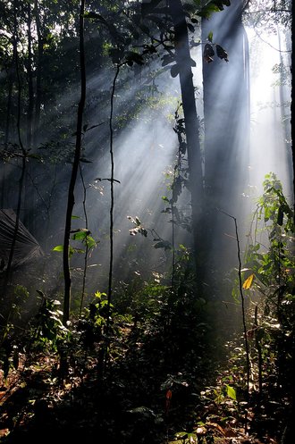 Sangha Trinational, Cameroon