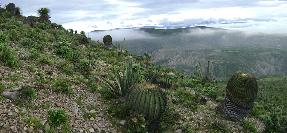 Tehuacán-Cuicatlán Biosphere Reserve, Mexico