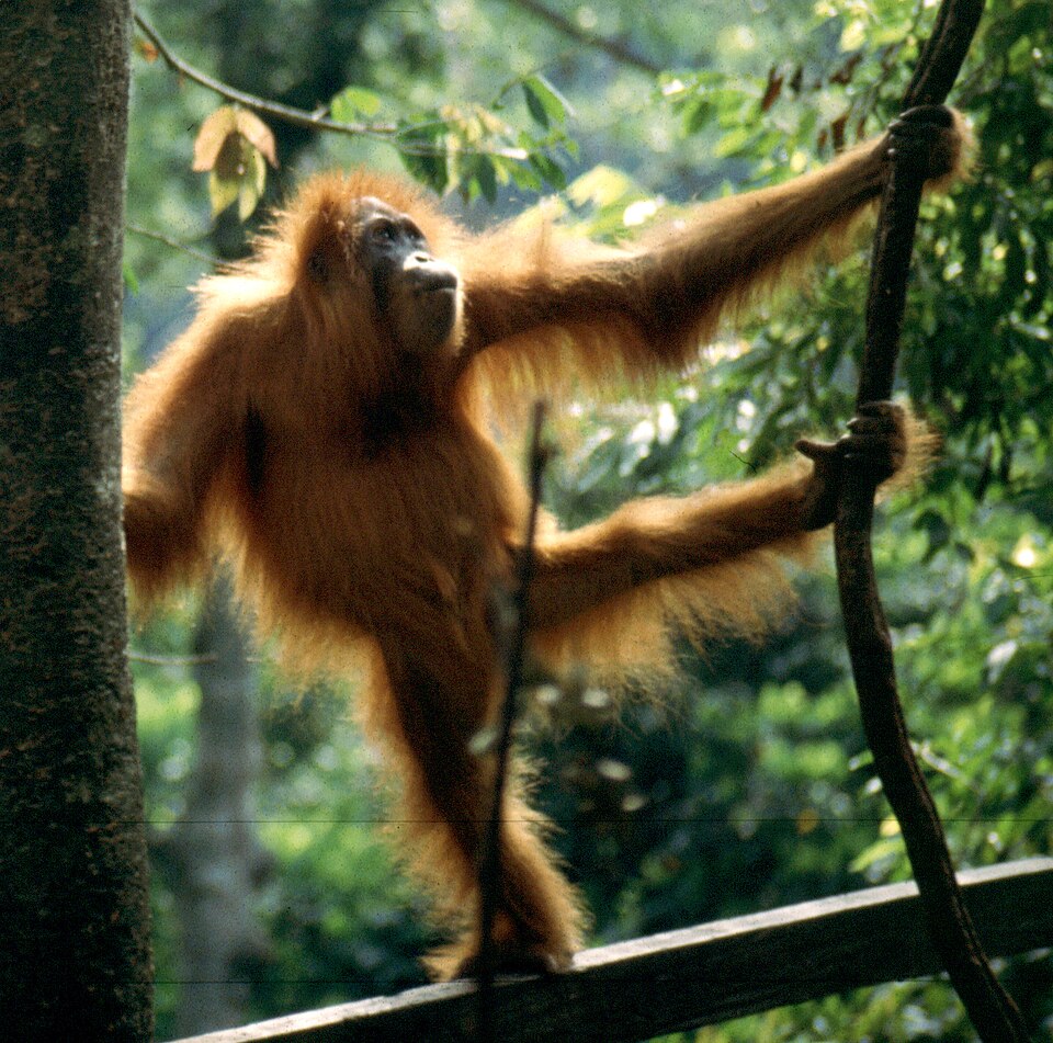Tropical Rainforest Heritage of Sumatra, Indonesia