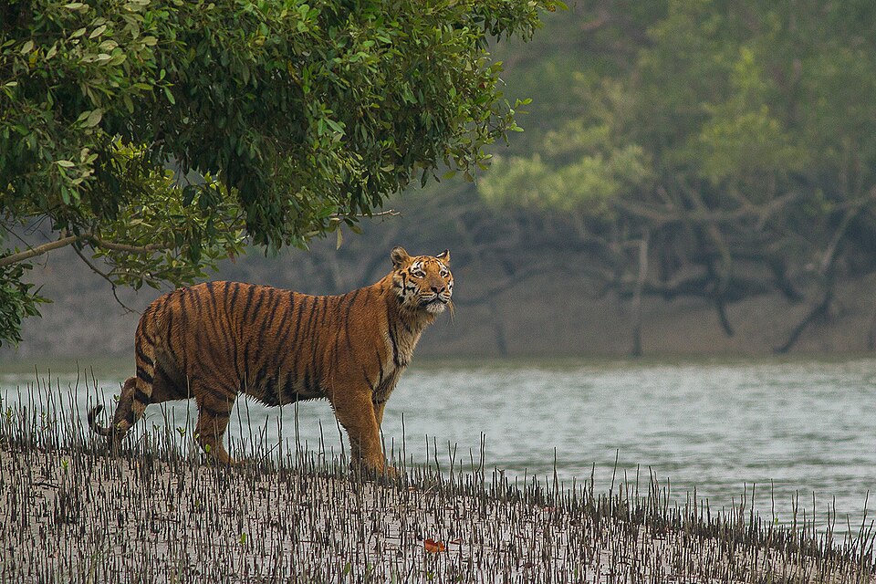 Sundarbans National Park, India